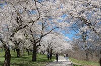 Hide park spring blossom